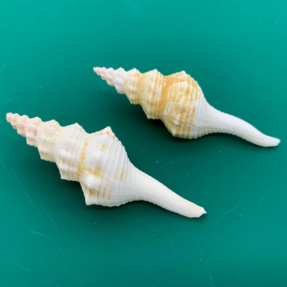 2 Rare VTG Coluzea Sea Shells 85mm Collectible Beach Decor Aquarium